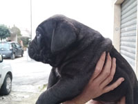 cucciolata cane corso